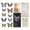 Tim Holtz Halloween Transparencies (TH94167) (DISCONTINUED)